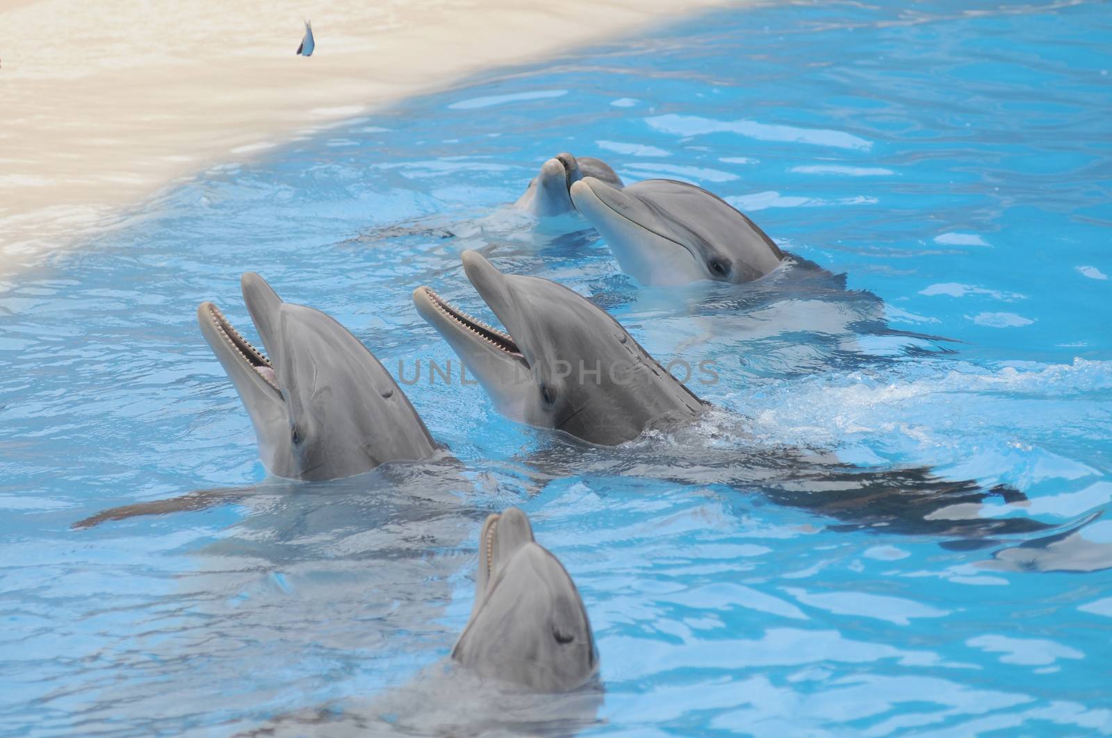 Grey Dolphin on a Very Blue Water in a Park in Tenerife, Spain