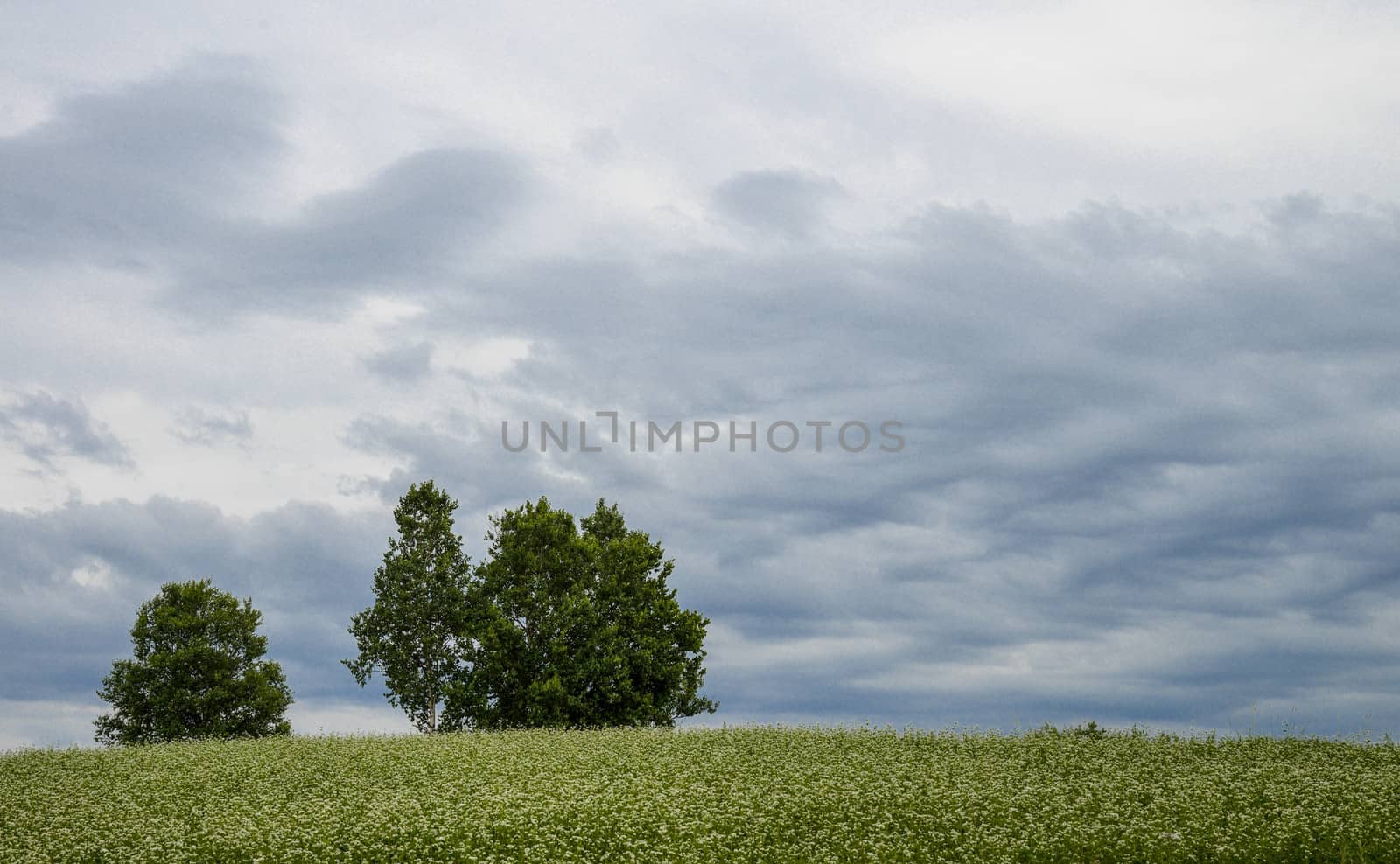 Poplar tree in the field of flower potato3 by gjeerawut