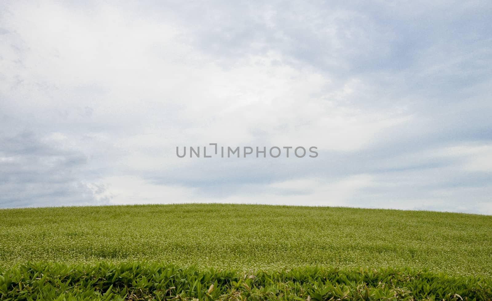 Field of flower potato with cloudy sky3