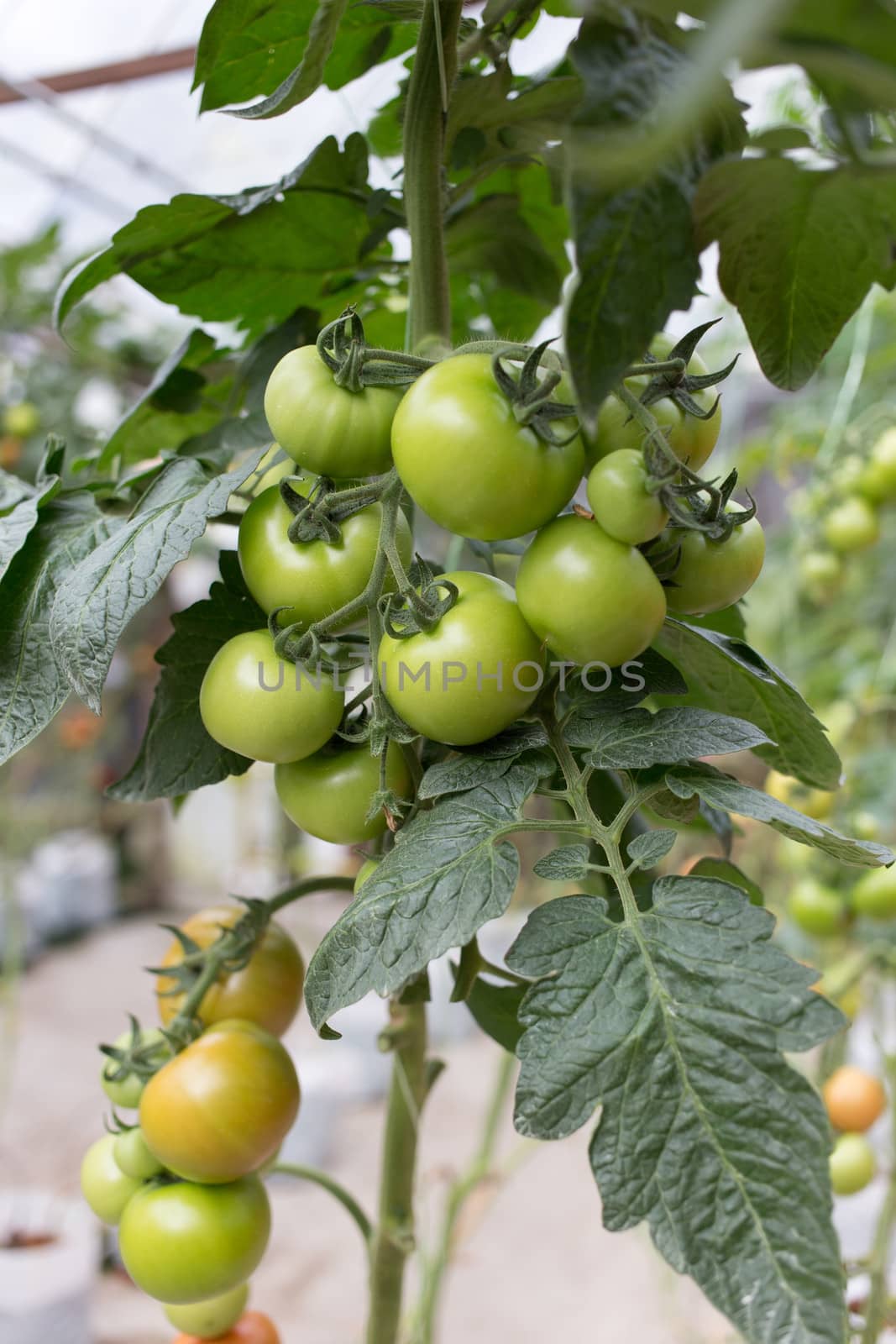 tomato on plant by ngarare