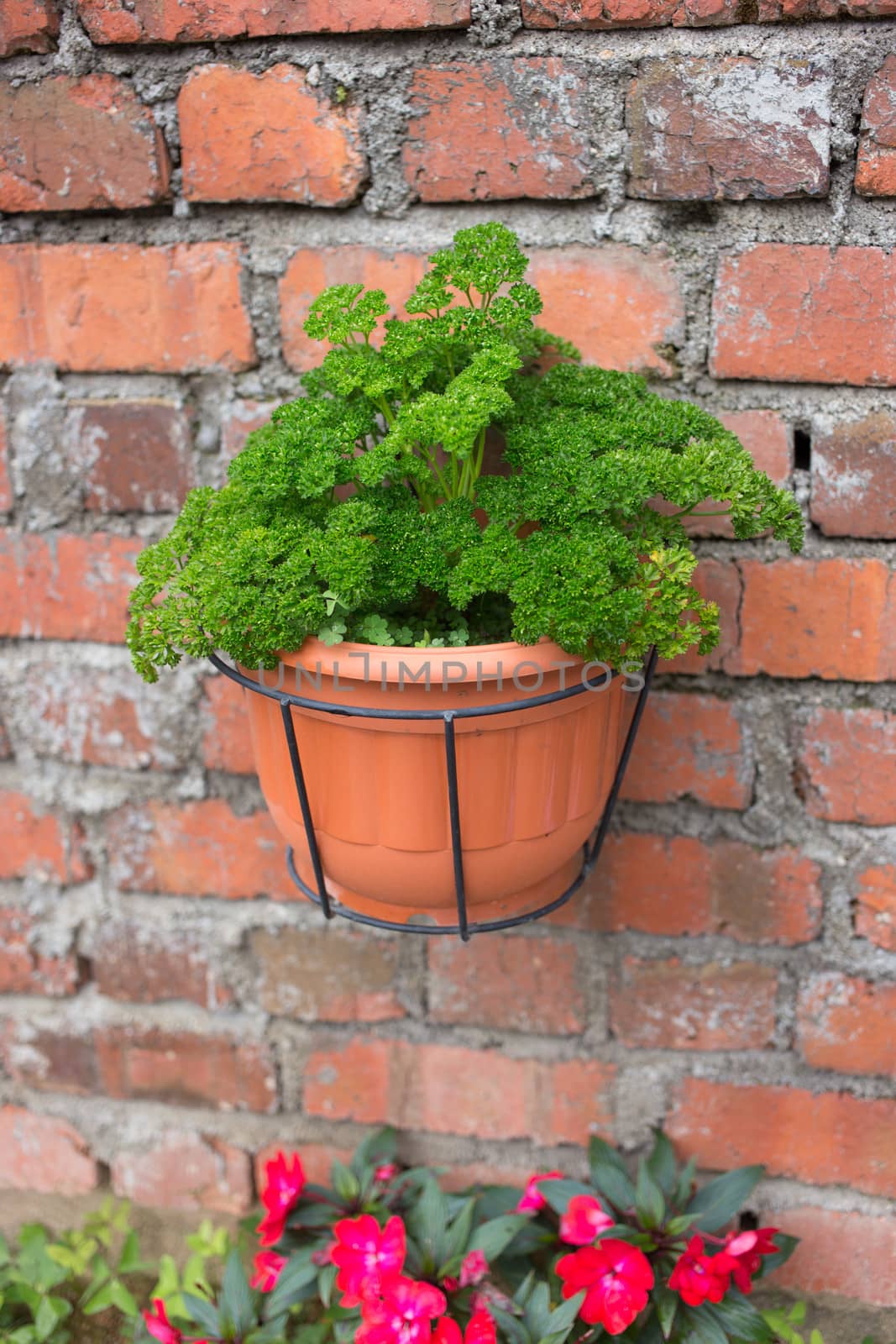 green plant pot on brick wall - garden decoration
