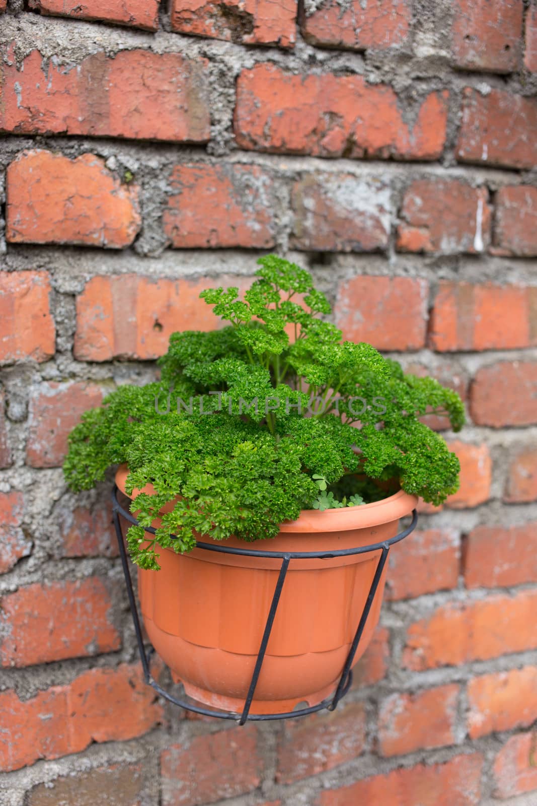 green plant pot on brick wall - garden decoration