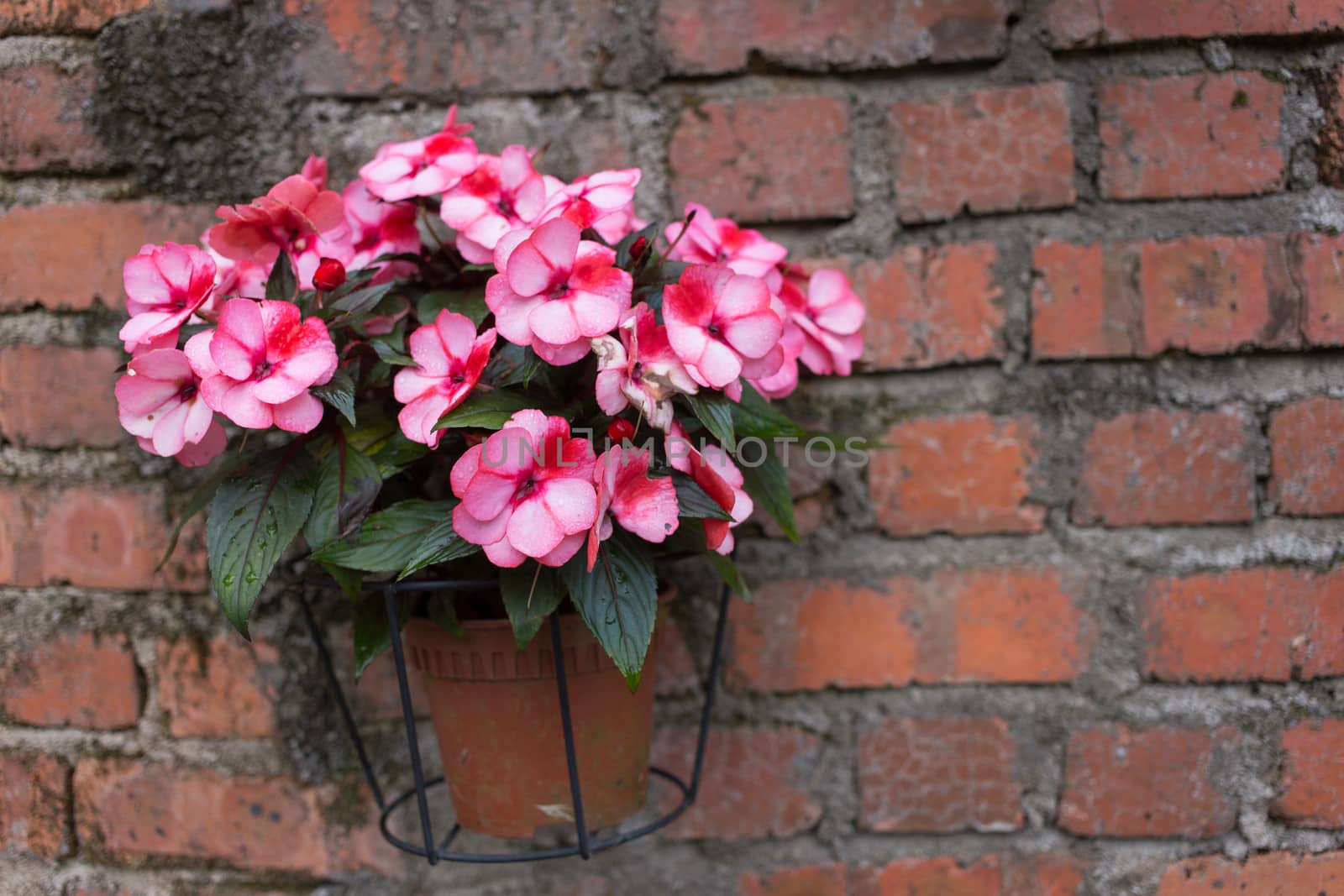 pink flower in pot on brick wall - garden decoration