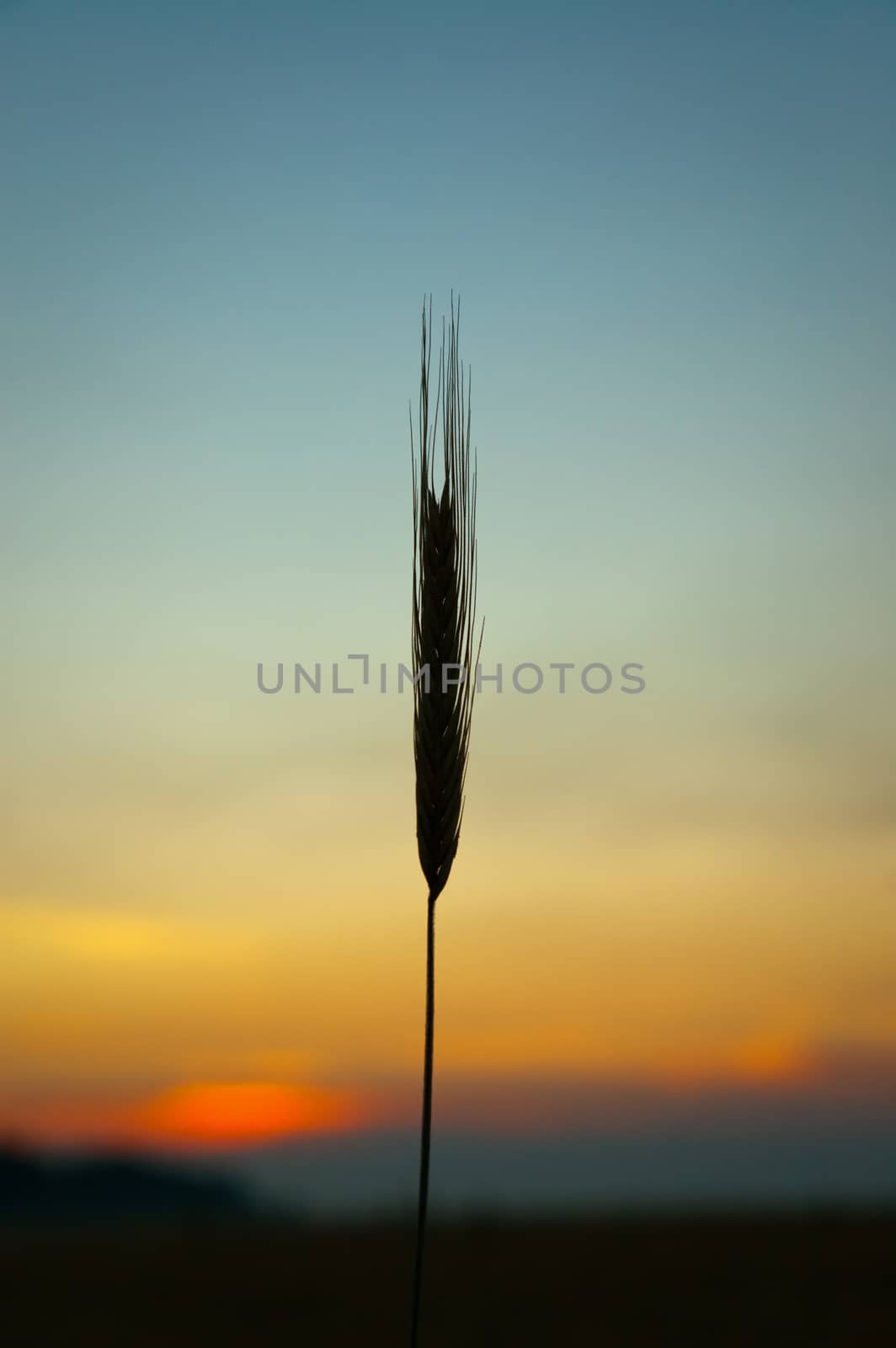 sunset on field at summer. ears of wheat sun against