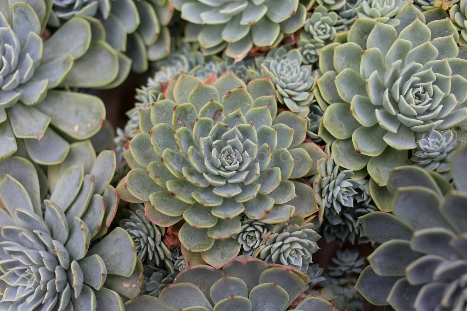 Green American Kalanchoe Plant