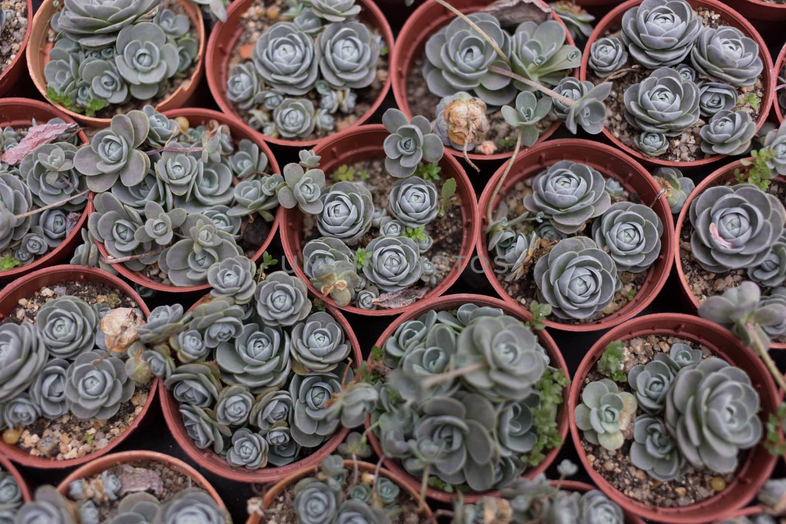 Green American Kalanchoe Plant