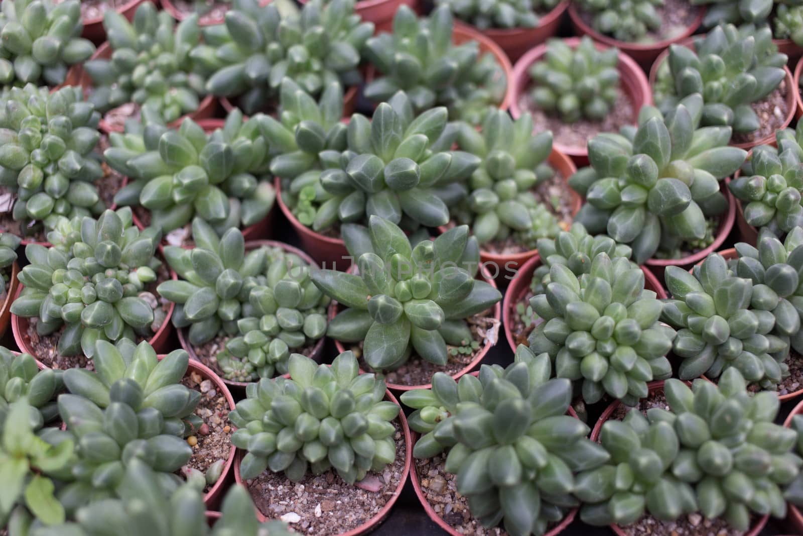 Green American Kalanchoe Plant