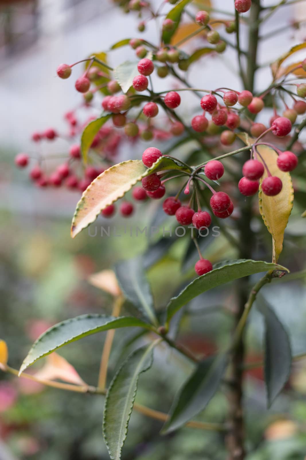 red fruit on plant by ngarare