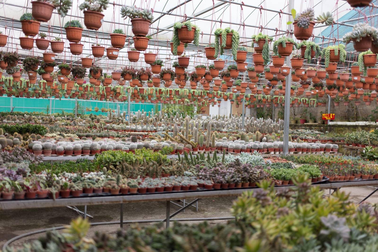 many type of plants in garden nursery