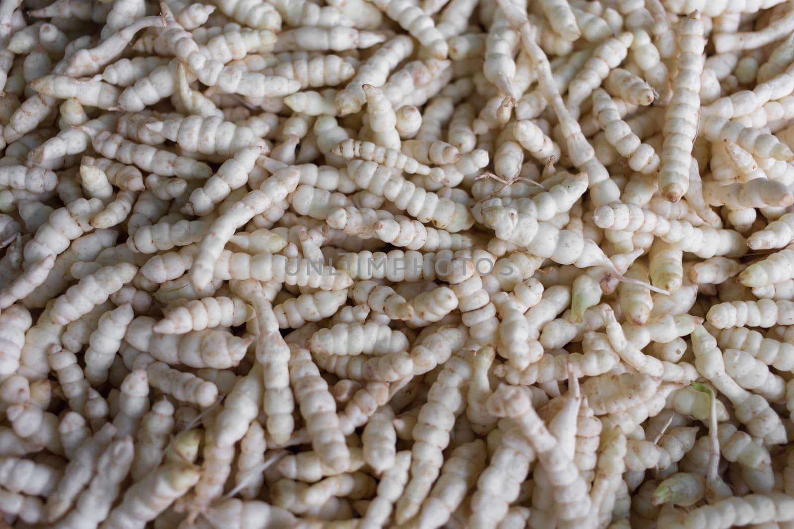 many of raw fresh yam bean in market