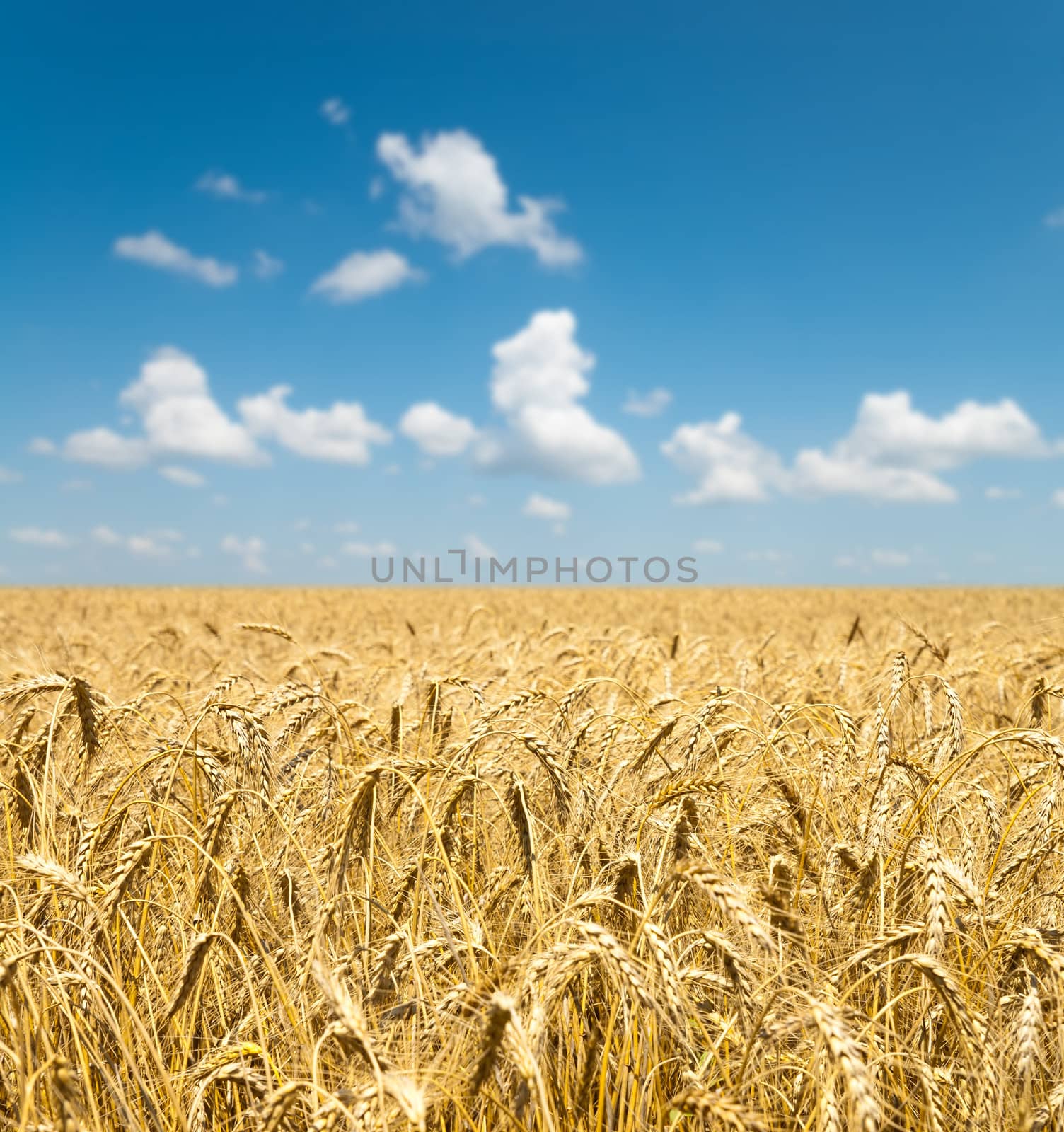 gold ears of wheat under sky by mycola