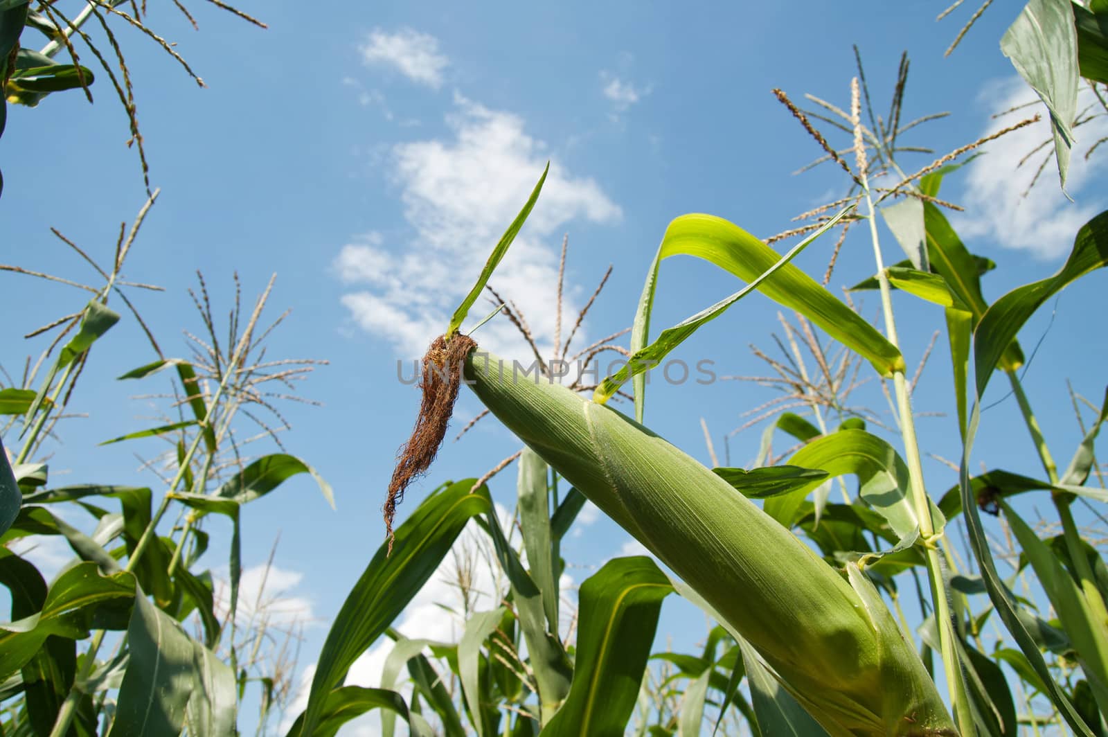 green corn in the field under blue sky