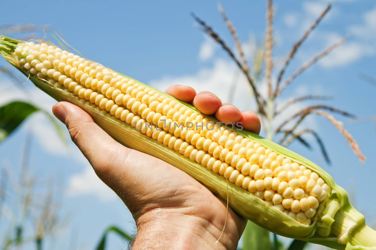 view of an ear of corn in hand