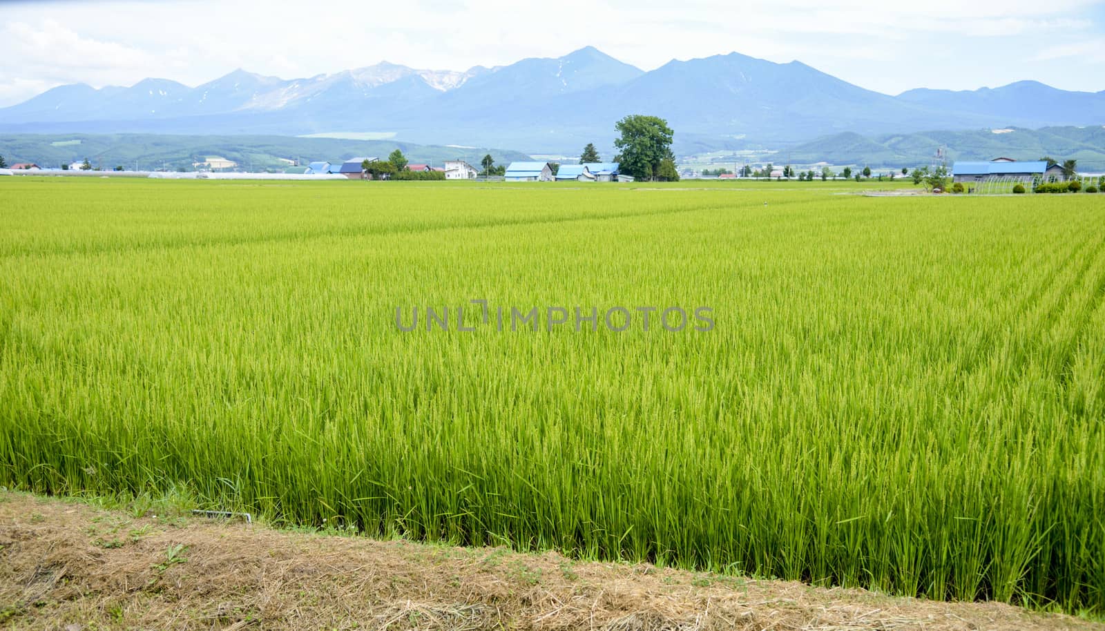 Green rice field in countryside