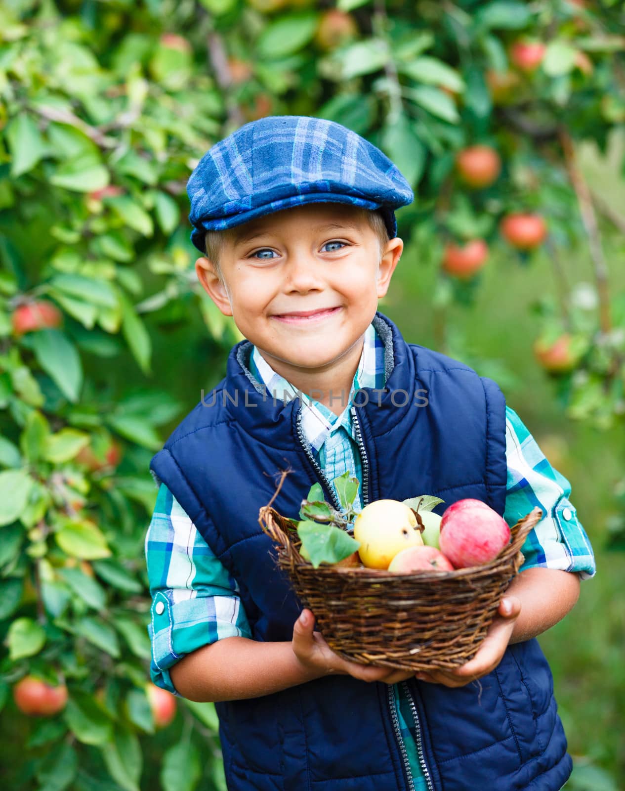 Harvesting apples. Cute little boy helping in the garden and picking apples in the basket.