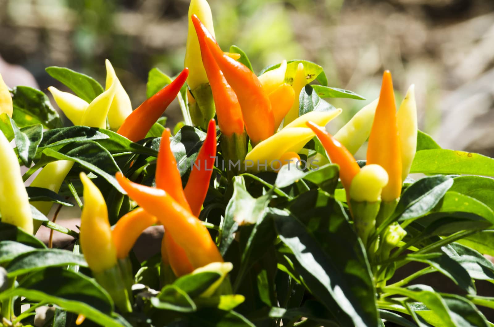 Colorful Chilli in Backyard Garden, ingredient for spicy Thai food.