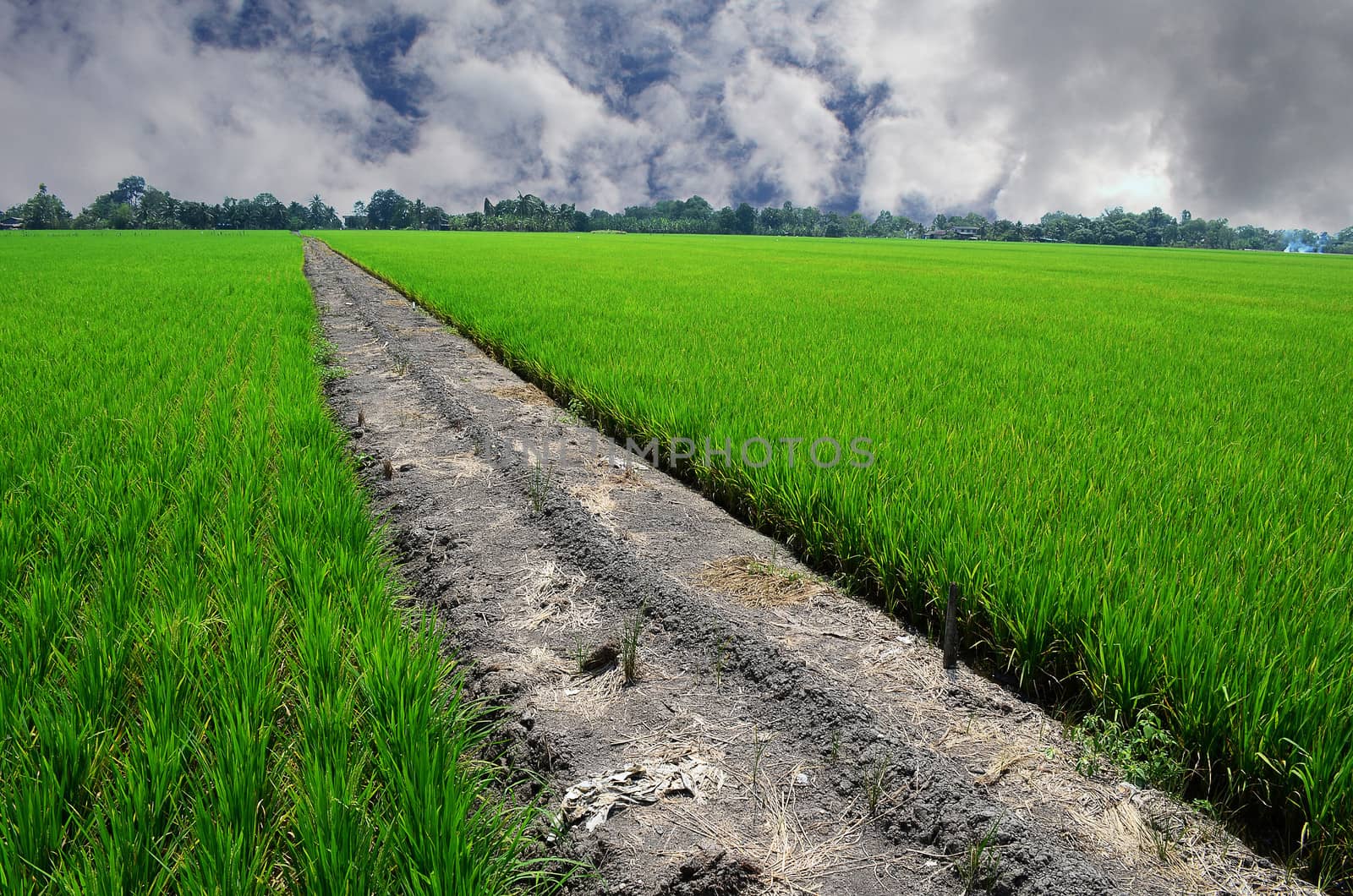 A Green Growing Rice Field in Countryside