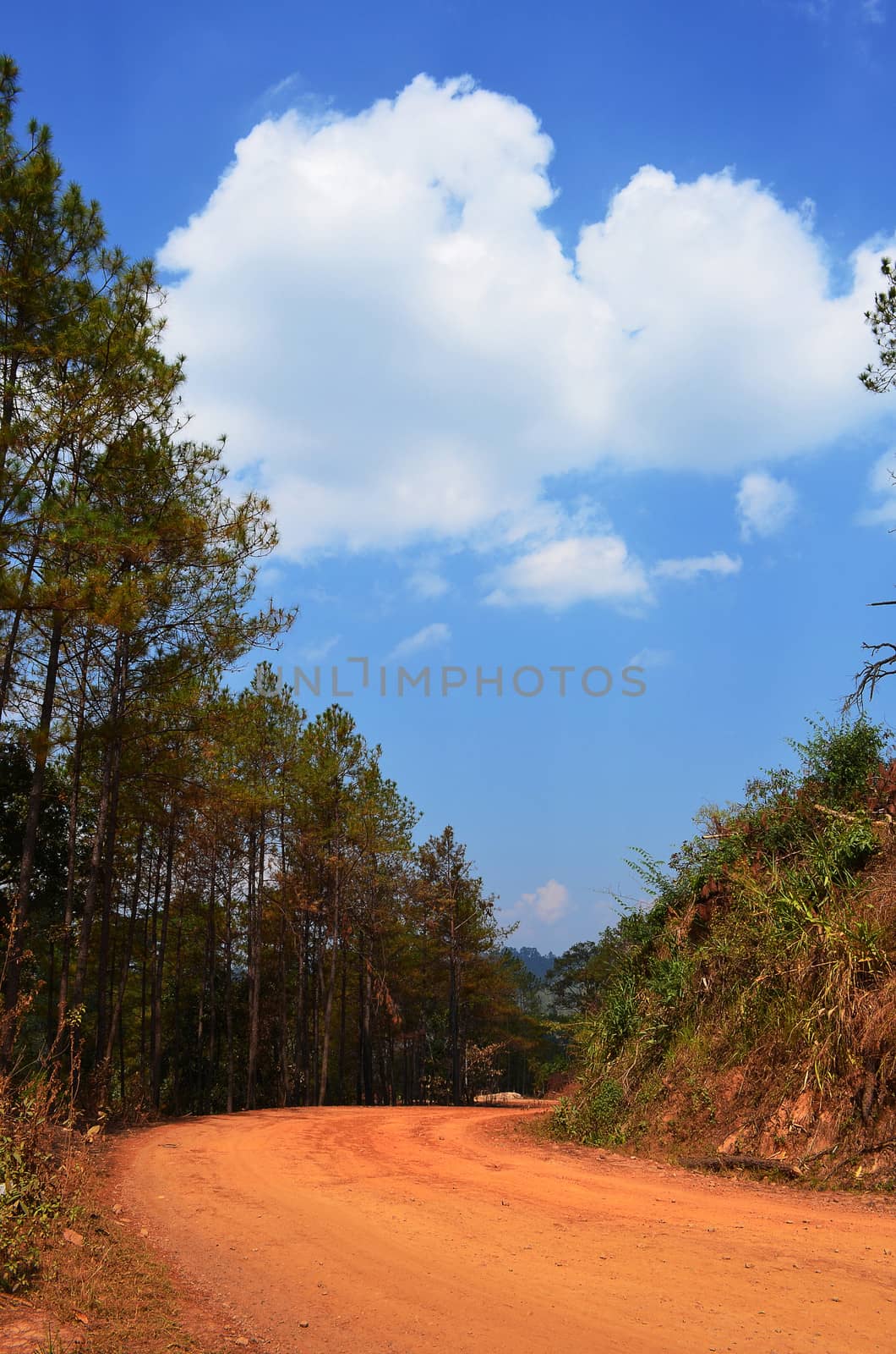 Non-Asphalt Paved Road with Pine Forest and Cloudy Blue Sky by kobfujar