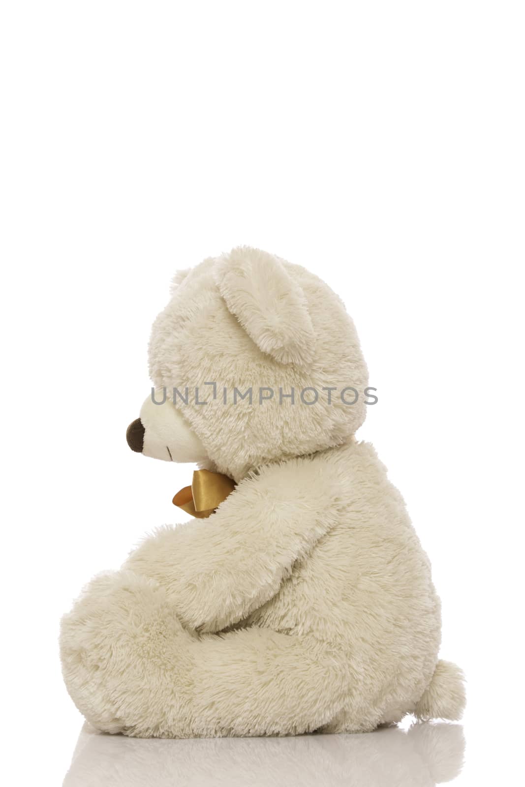 White teddy bear isolated on white background