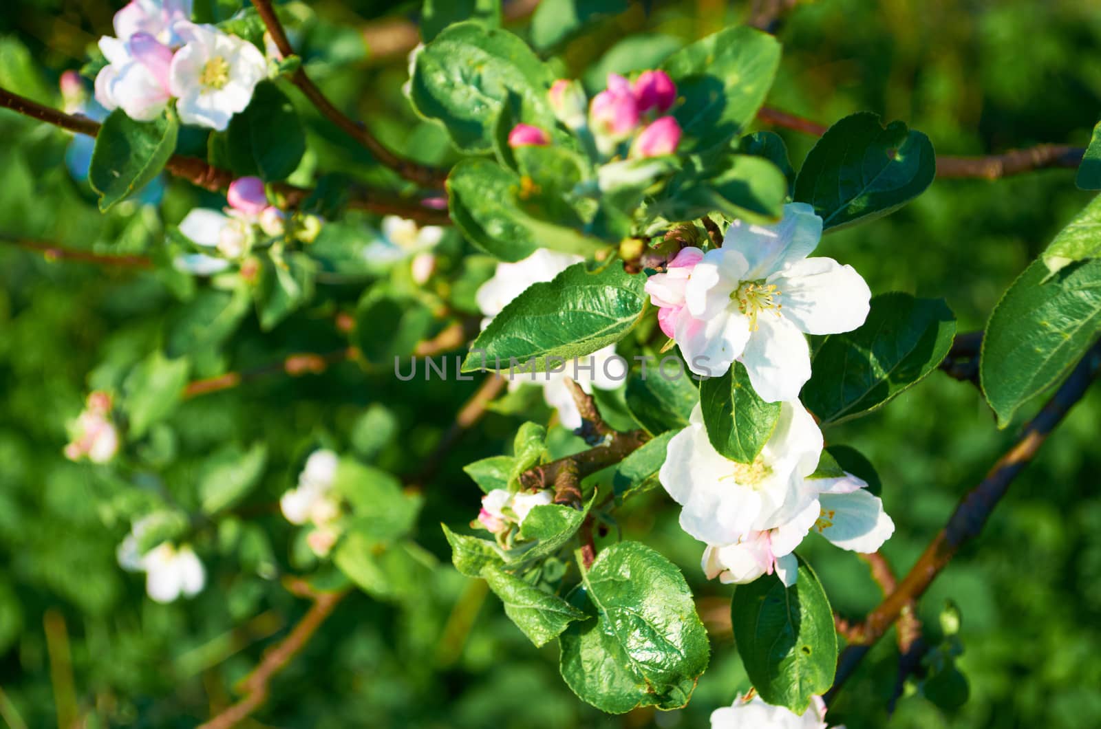 Blooming apple trees on a clear day in May