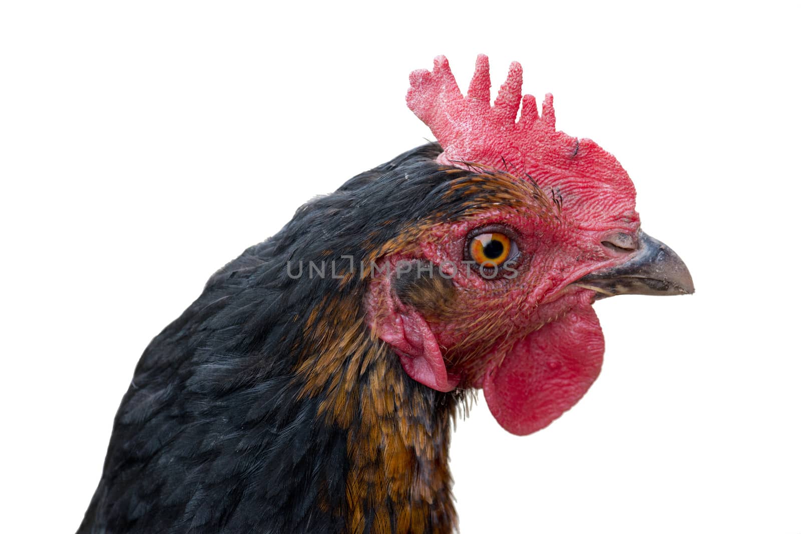 Farm Chicken head isolated on white background