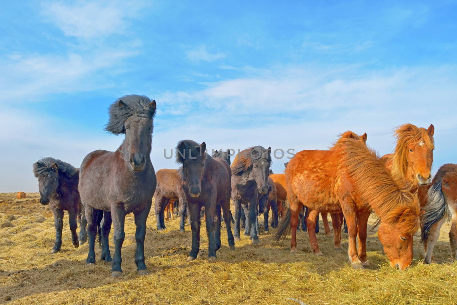 Icelandic horses on field in spring time