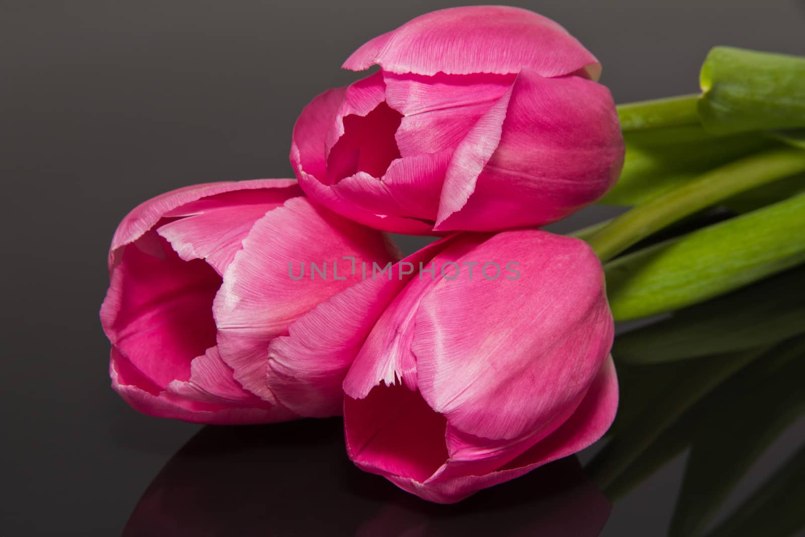 group of flower - pink tulips isolated on black background