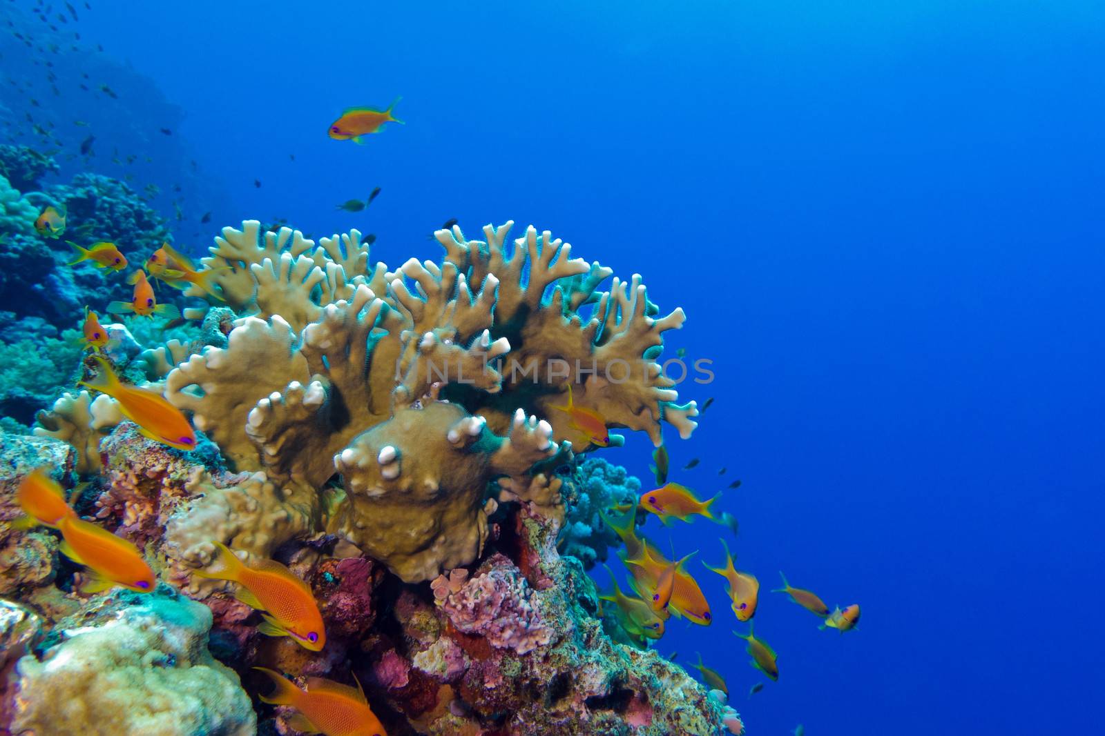 coral reef with fire coral and exotic fishes anthias at the bottom of red sea in egypt







coral reef with fire coral and exotic fishes anthias at the bottom of tropical sea