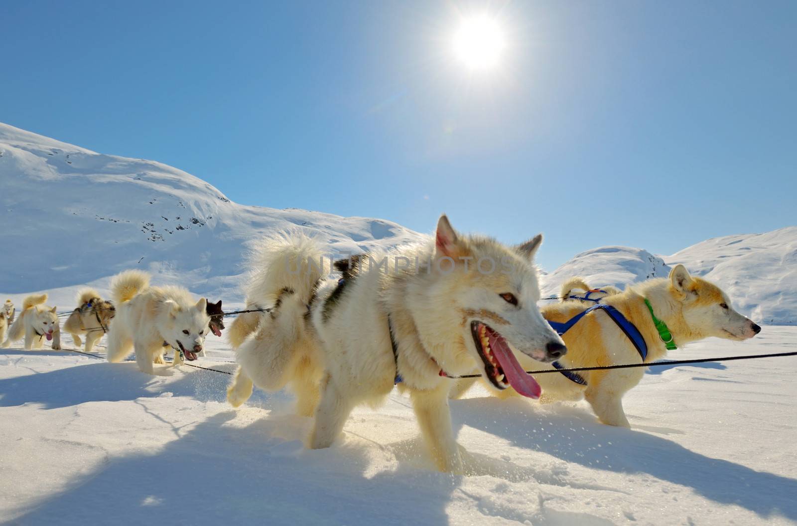 Dog sledging in spring time in greenland