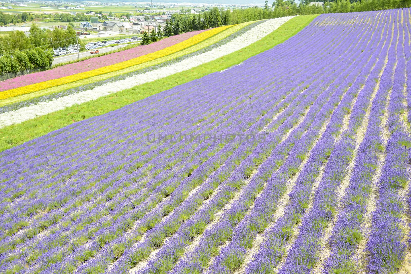 Colorful Lavender farm8 by gjeerawut