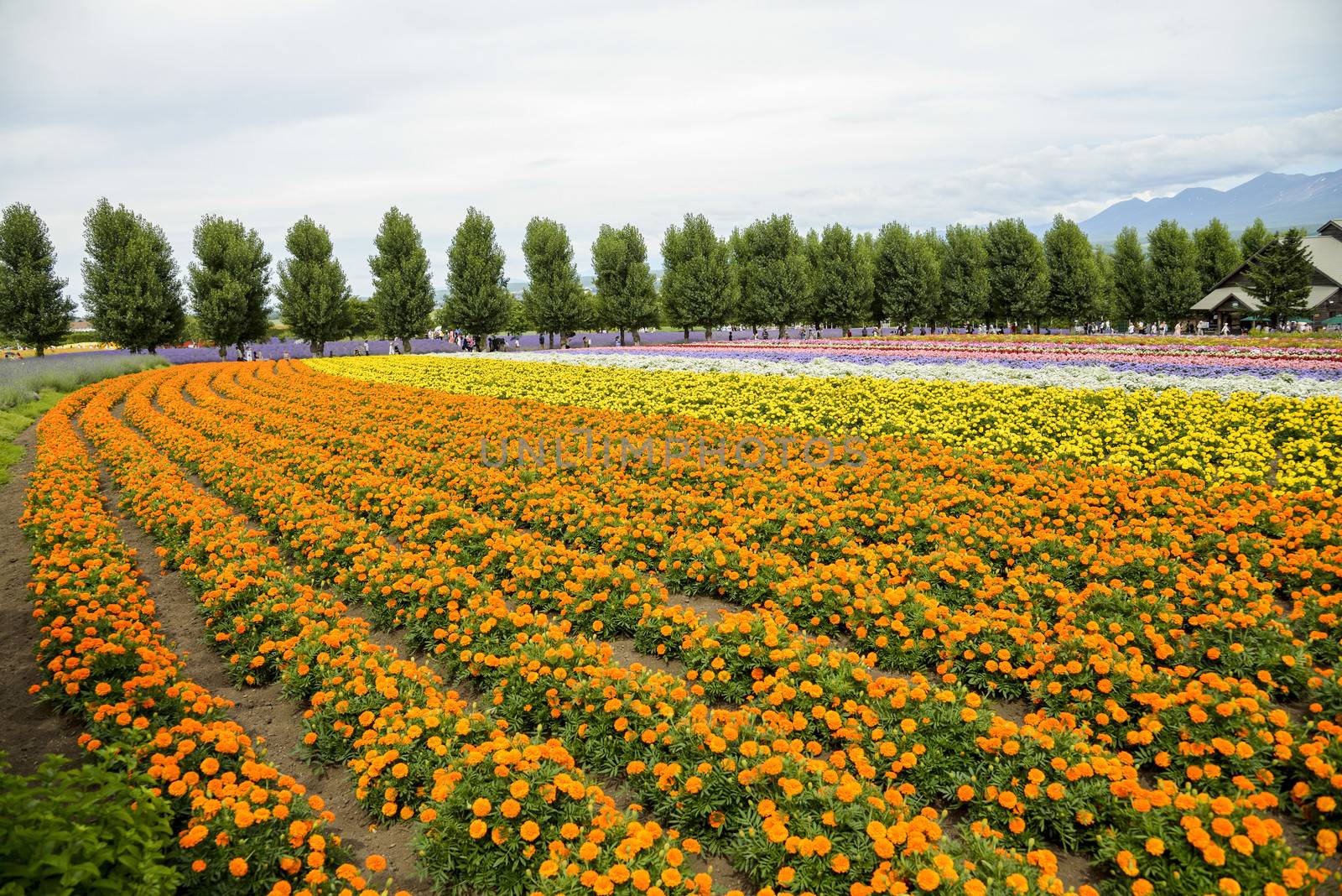 Row of orange flower in Farm2