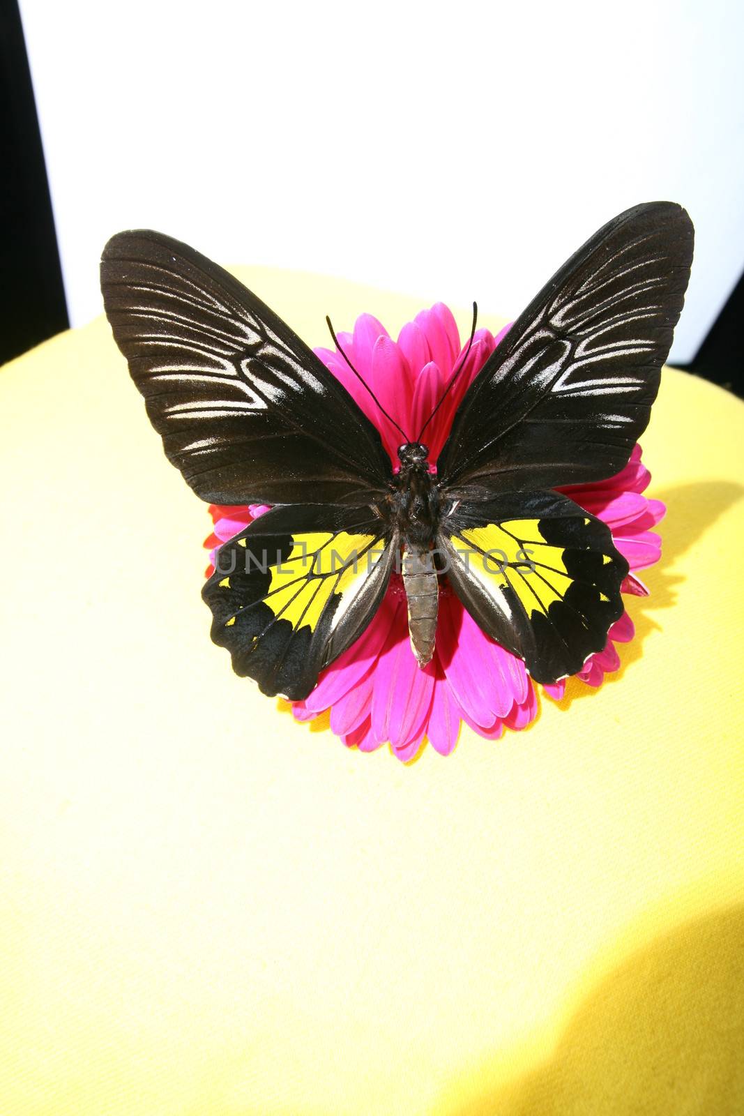 Butterfly sitting on empty blank book