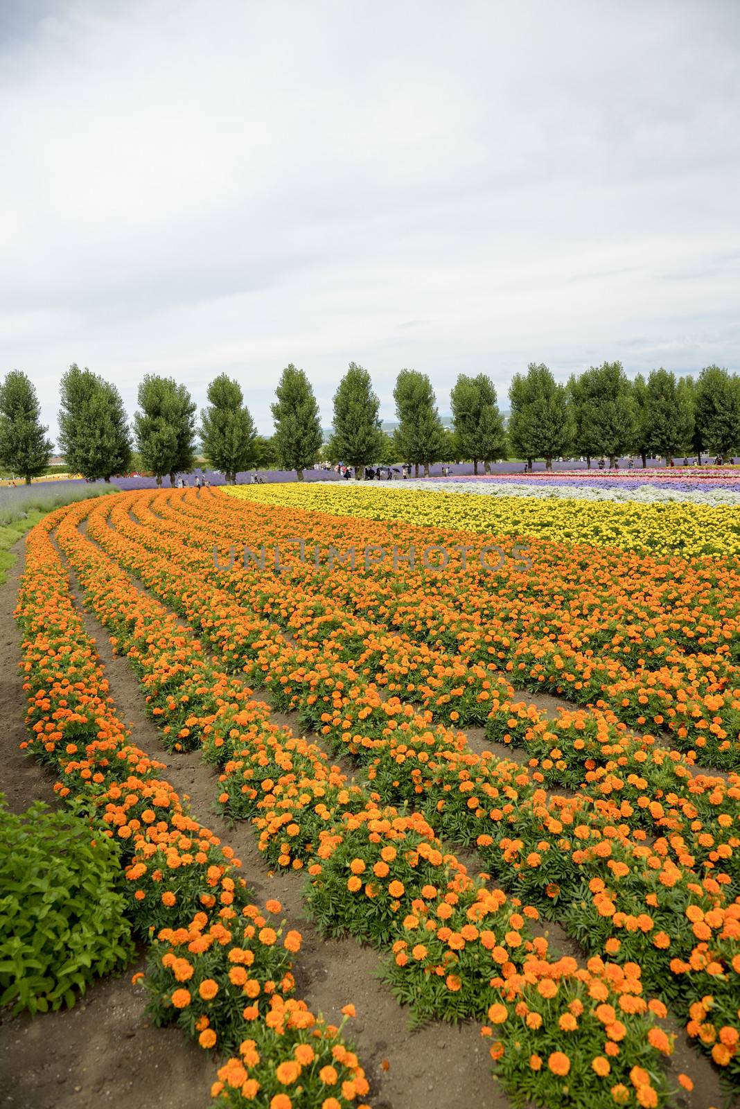 Row of orange flower in Farm1 by gjeerawut