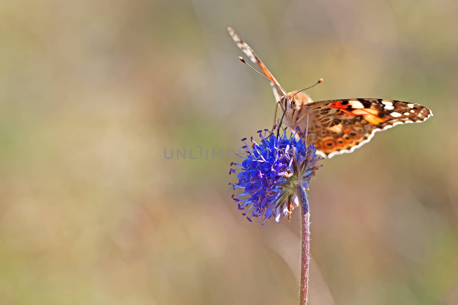 Painted Lady butterfly by kjorgen