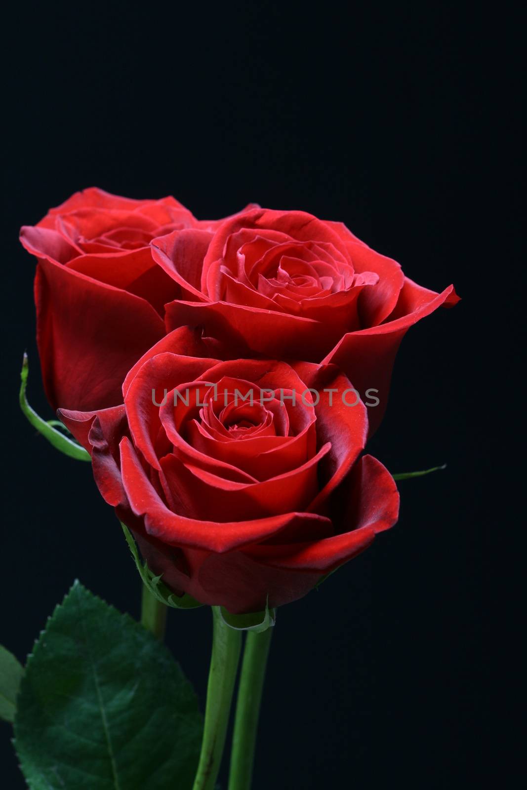 red roses on the black romantic and beautiful