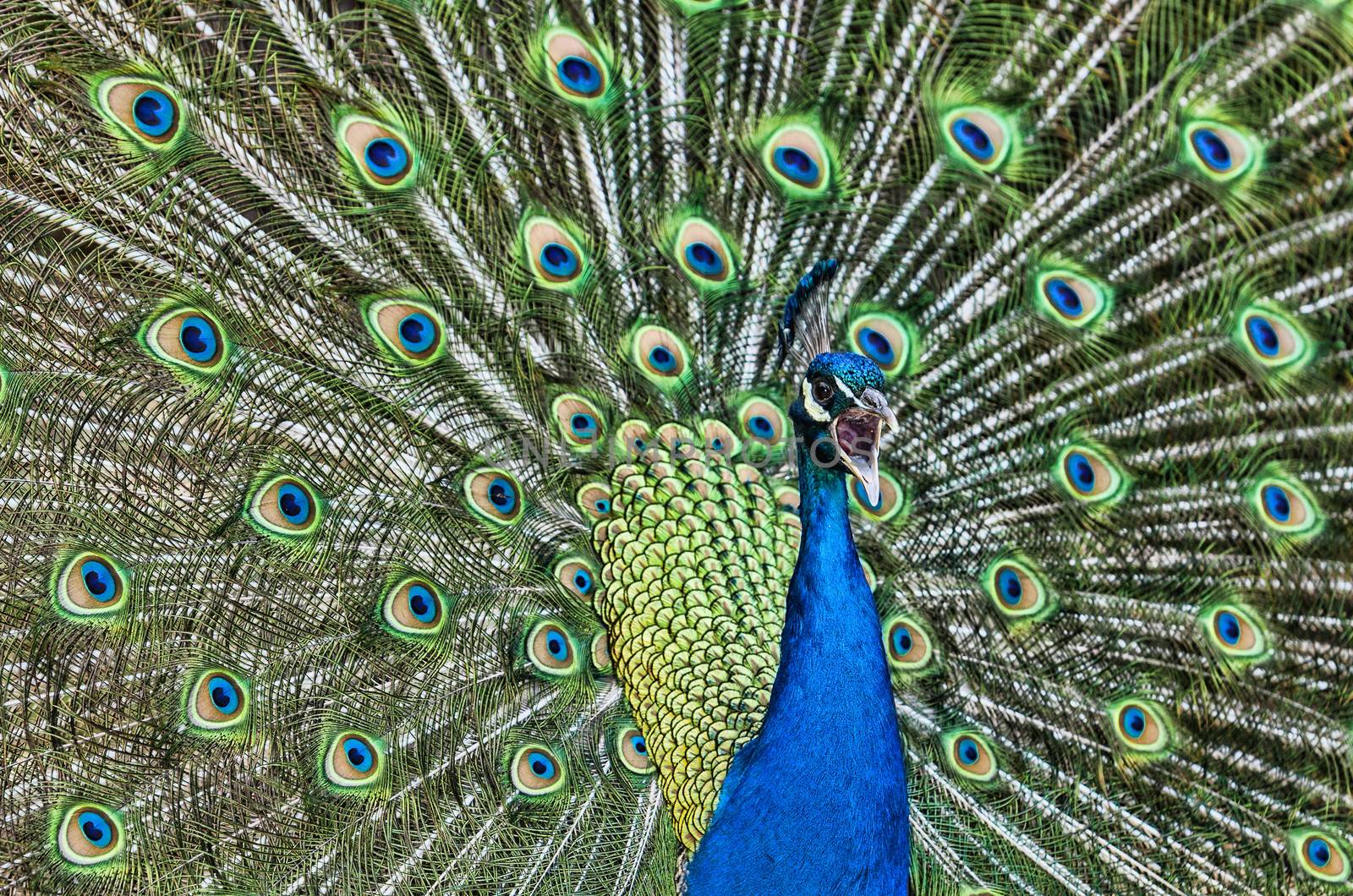 Close-up image of a beautiful peacock sceaming.