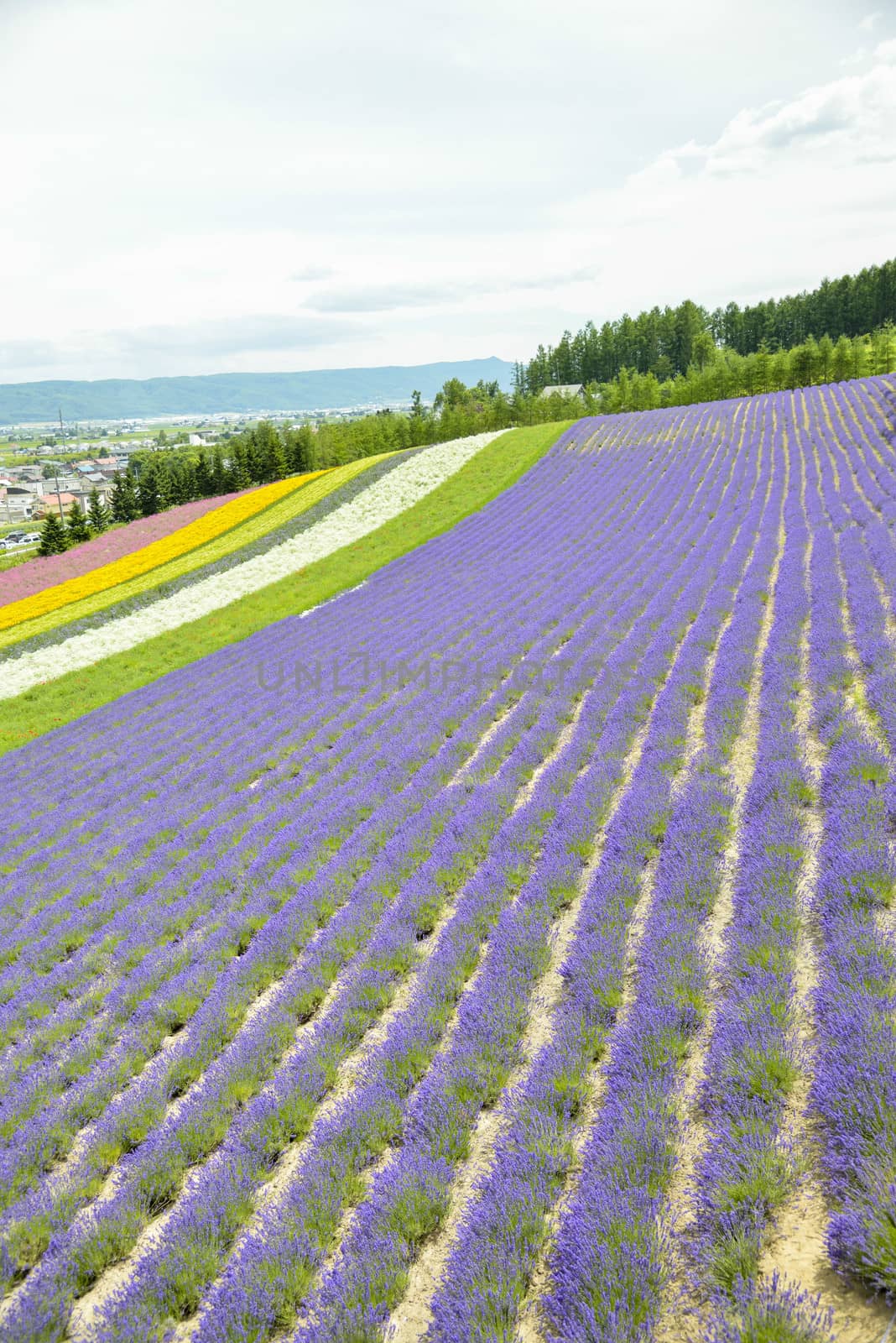 Colorful Lavender farm12