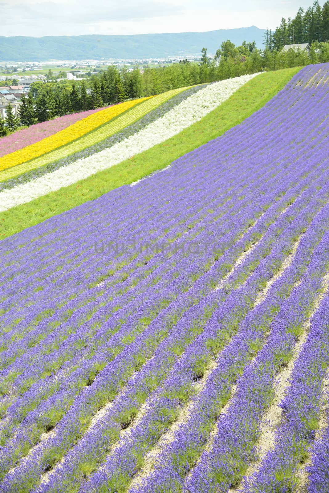 Colorful Lavender farm10