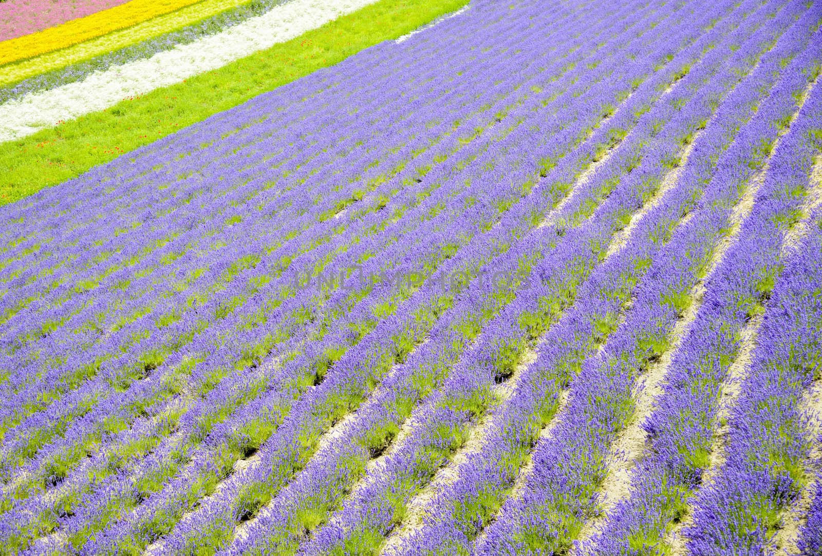 Colorful Lavender farm9