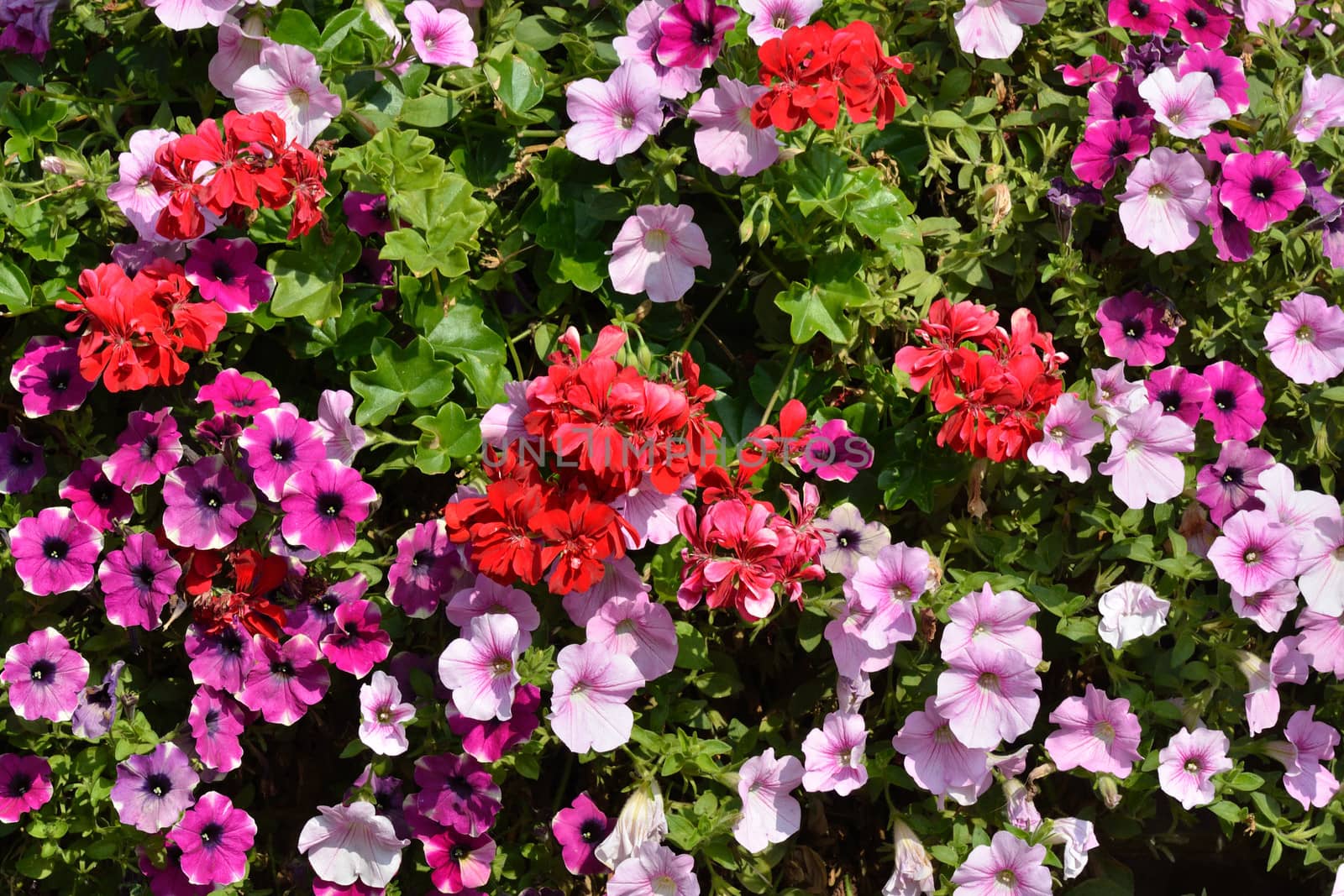 red pink and purple flowers