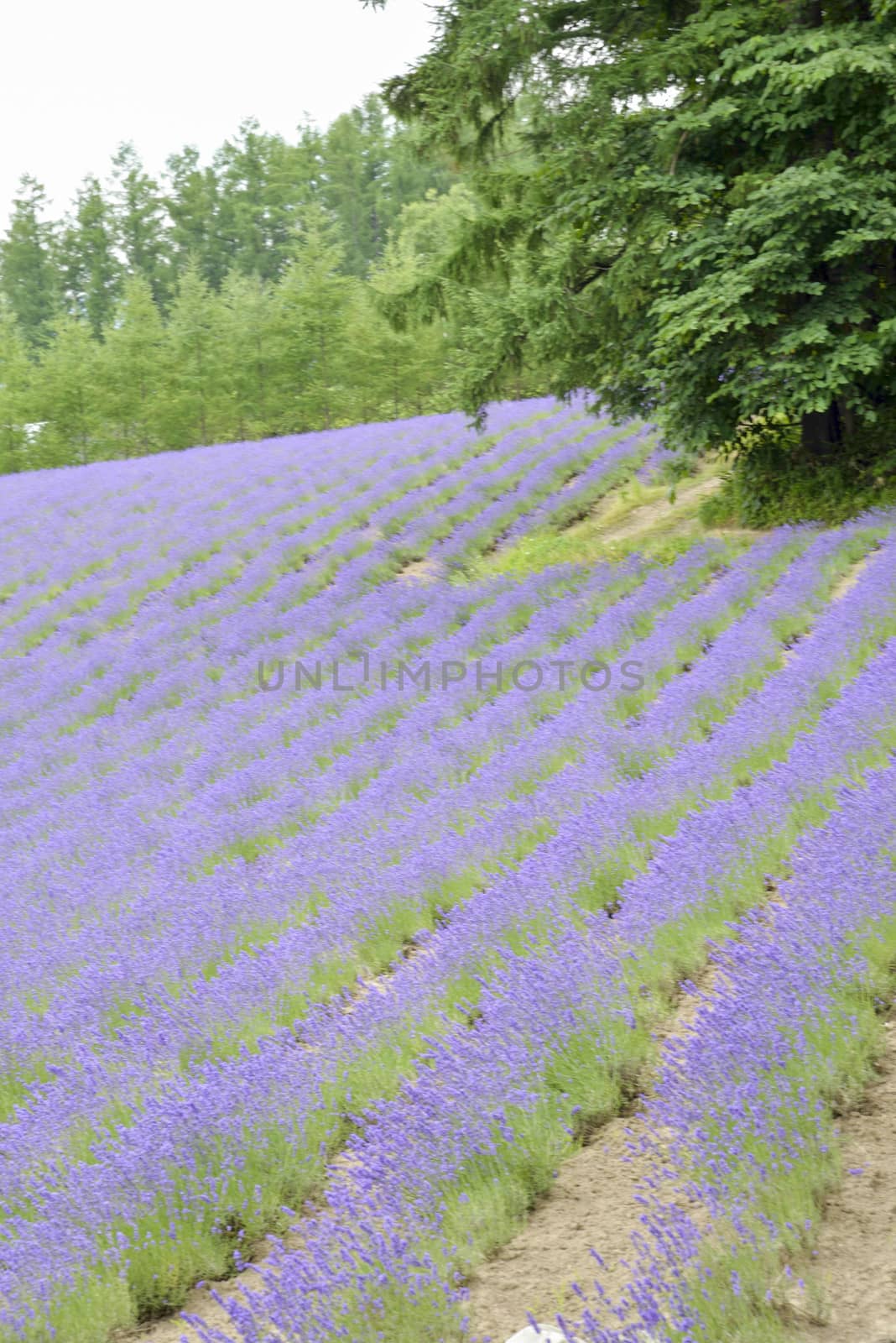 Colorful Lavender farm7