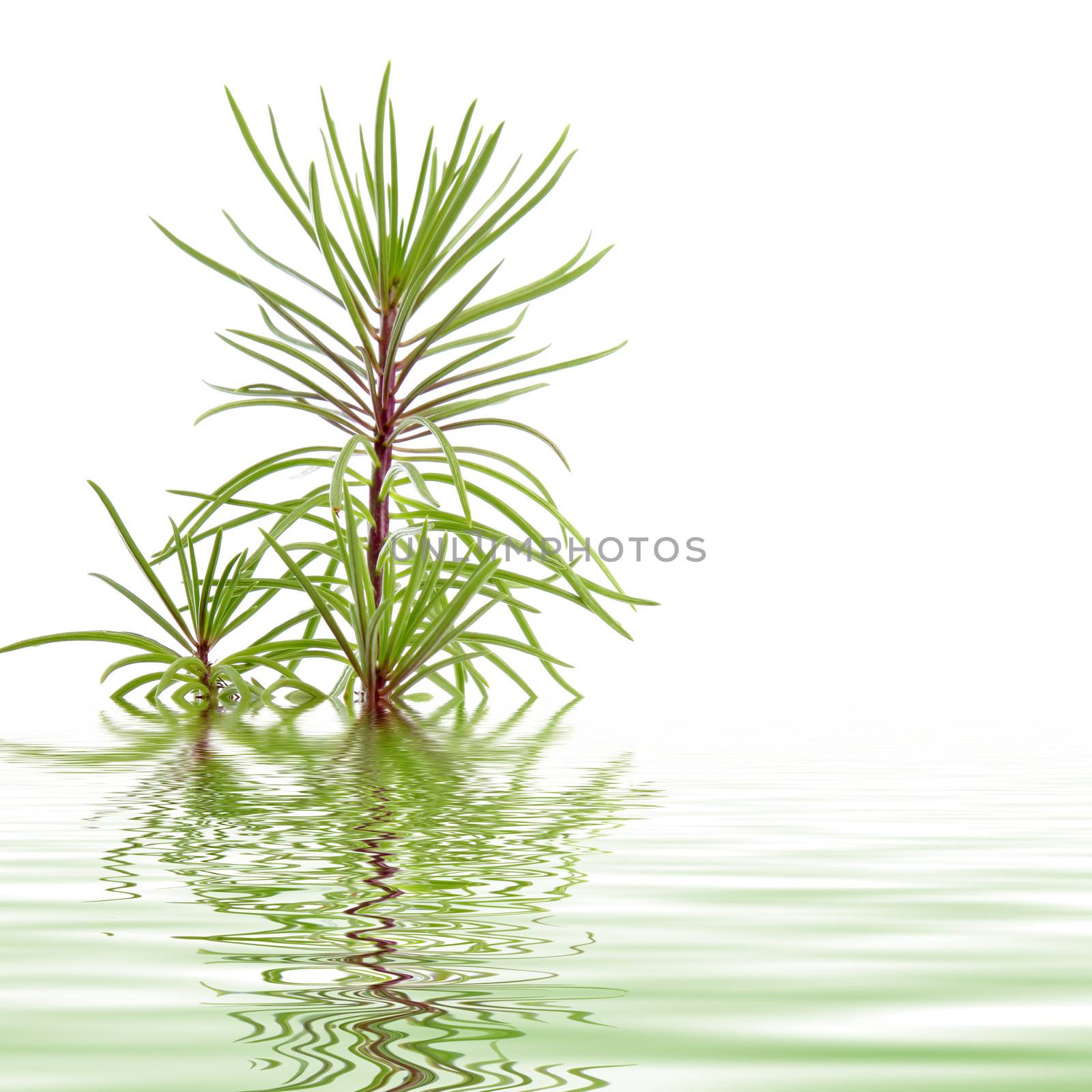 Delicate needles on a pine branch reflected in rippling shimmering water for a fresh natural tranquil background with copyspace