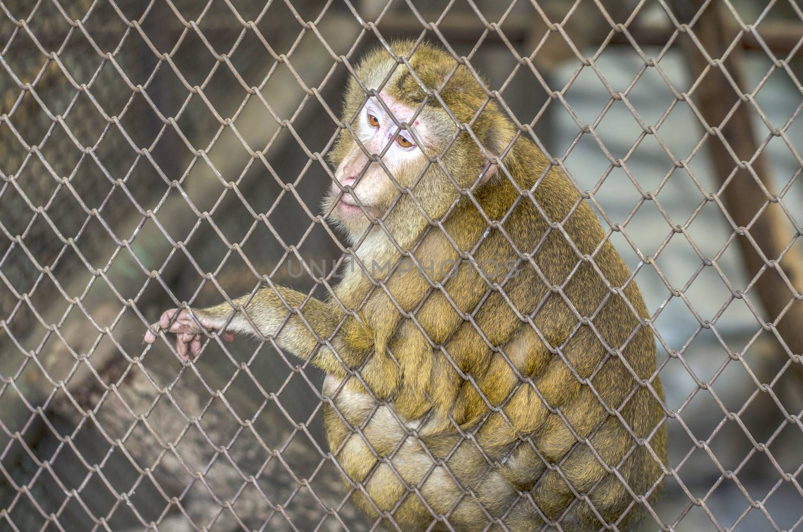 sad monkey in cage  by ammza12