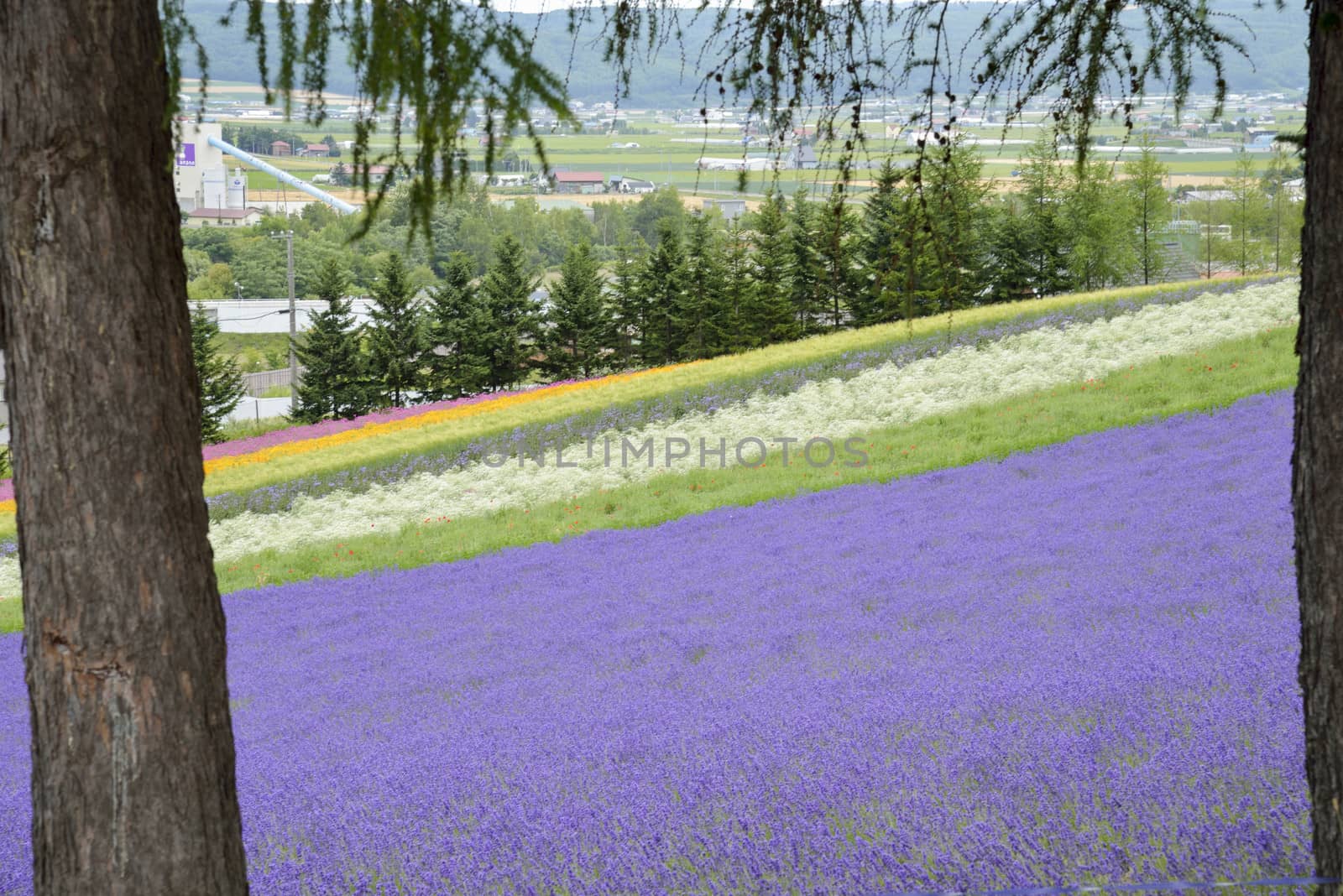 Colorful Lavender farm2