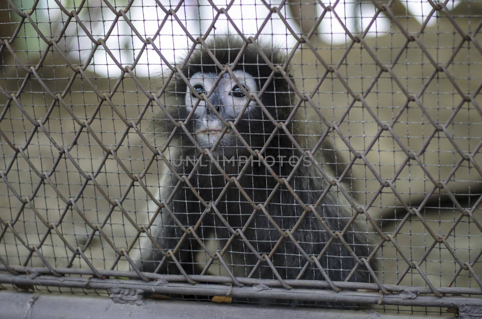 sad crying monkey in cage in Thailand zoo