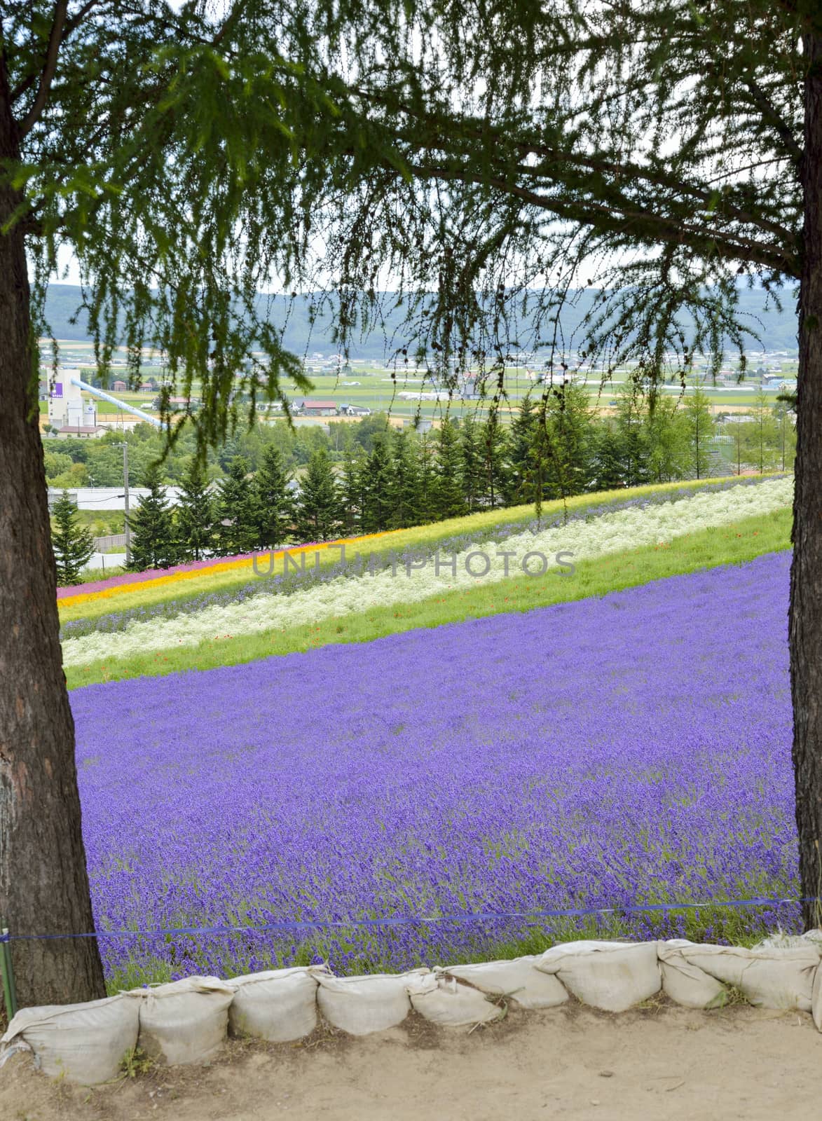 Colorful Lavender farm1