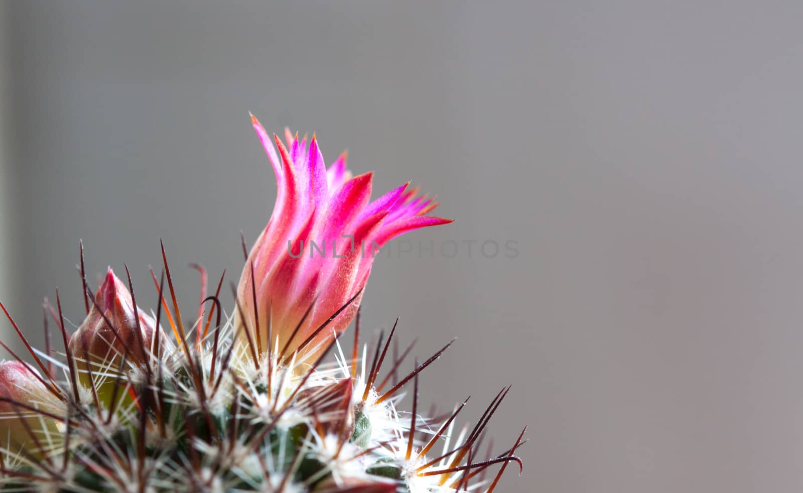 cactus flower macro
