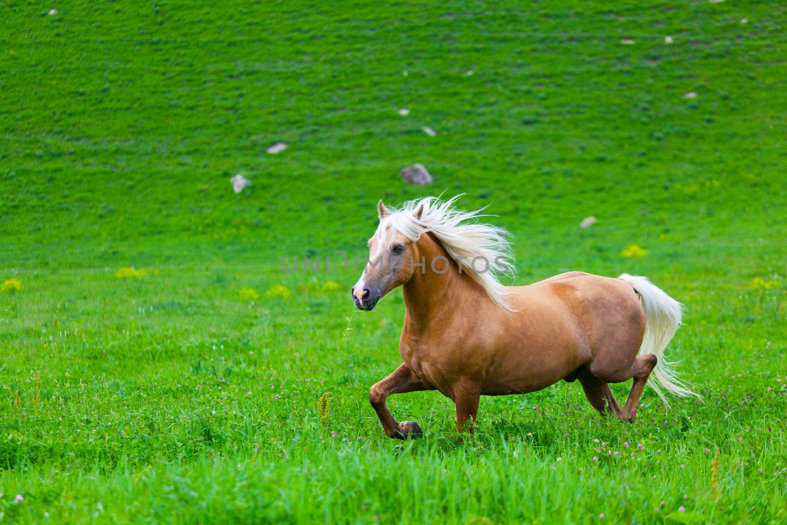 Bay horse is walked in the electroshepherd