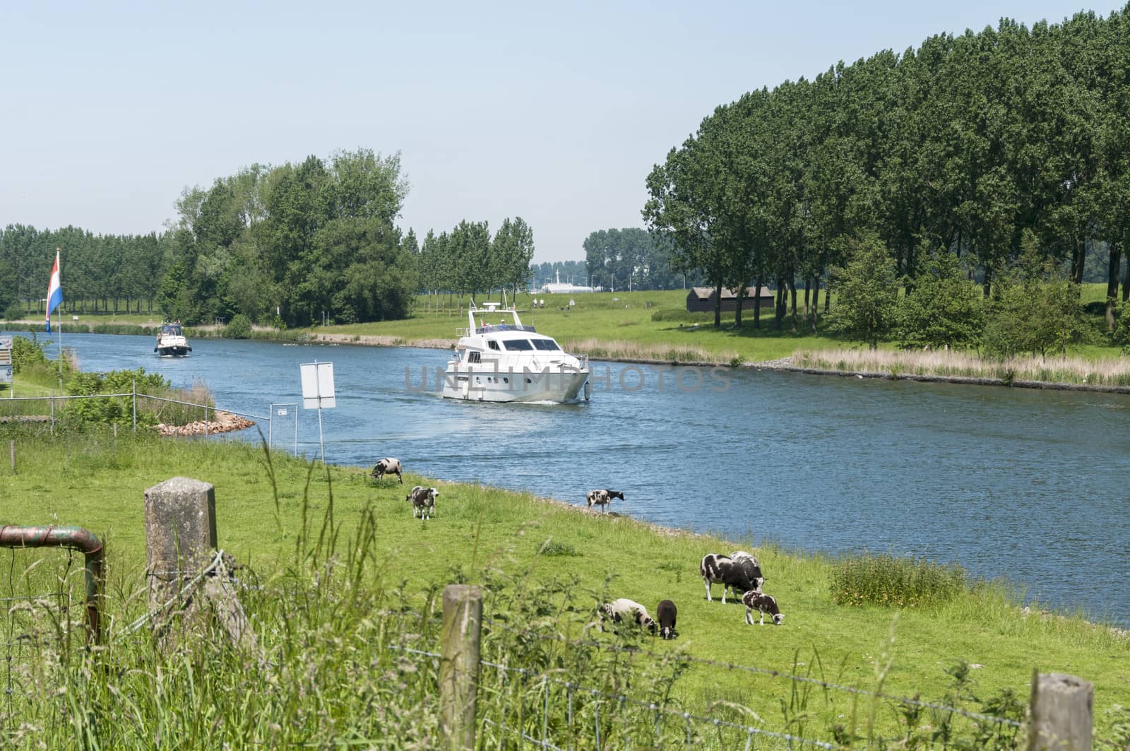 the old maas river in netherlands with boat and cow in the field