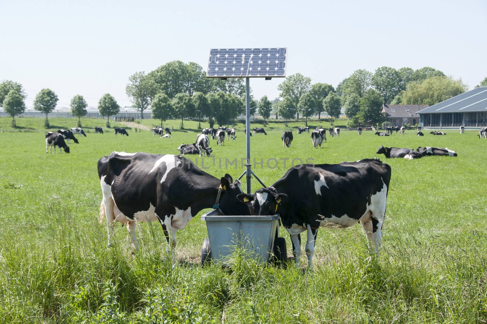 cows drinking with sun energy pannels for heating